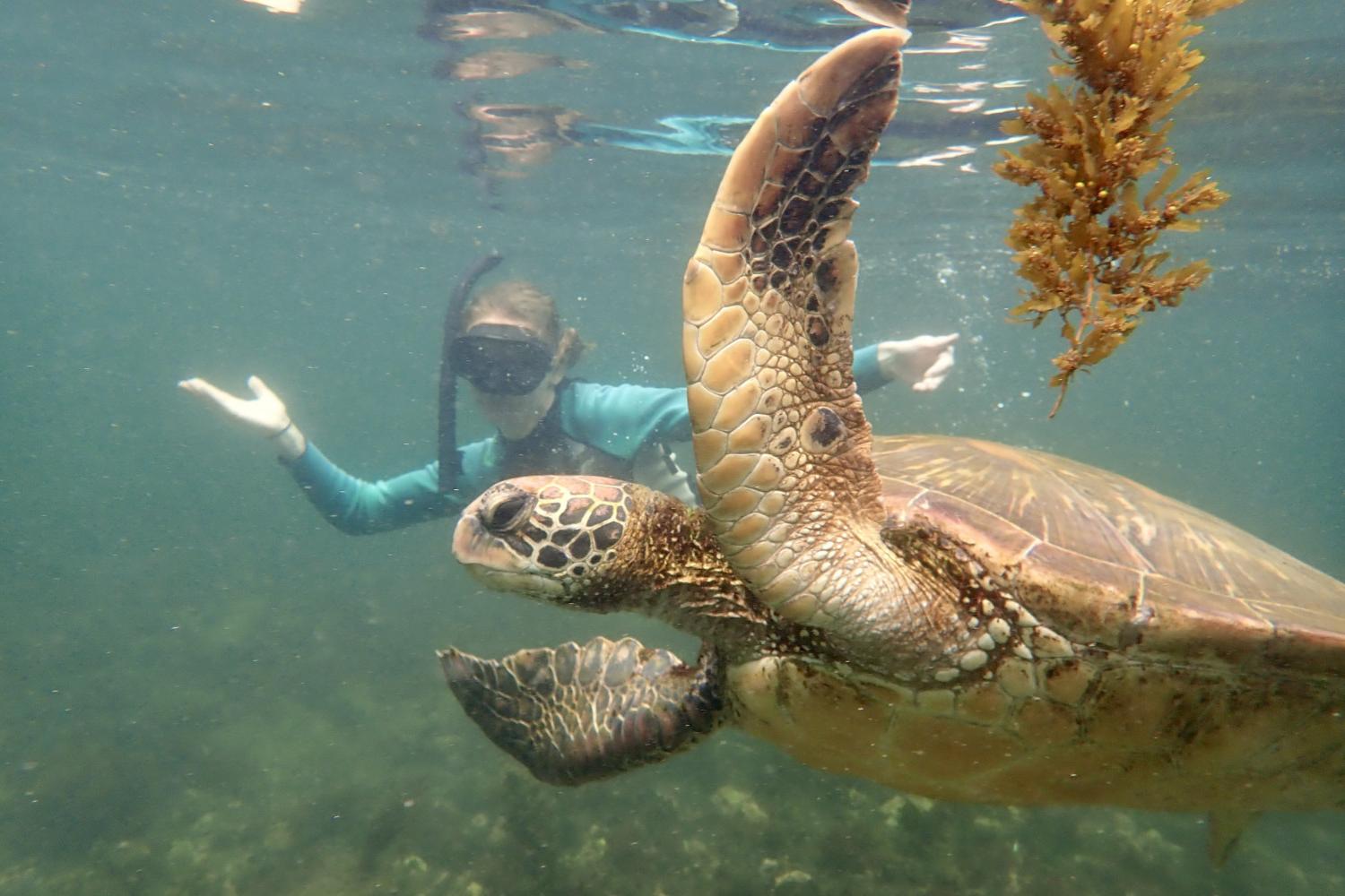 一名<a href='http://bsf2.gafmacademy.com/'>全球十大赌钱排行app</a>学生在Galápagos群岛游学途中与一只巨龟游泳.